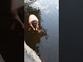 Würfelnatter am Kamp  #schlangen #snake #snakevideo #shortvideo #wissenswert