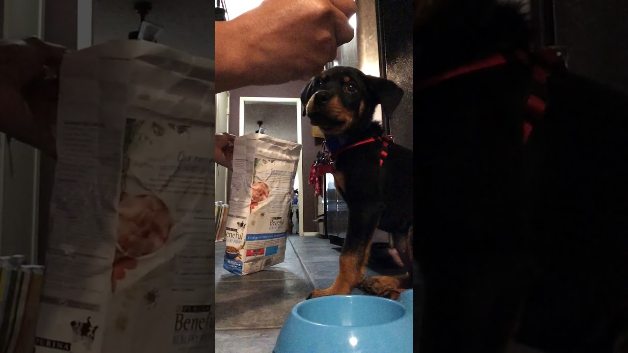11 week old Rottweiler training. - YouTube