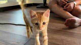 Cat Sleep Music: Soothing Sounds to Help Your Cat Relax