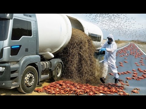 Ils Ont Lâché Des Millions De Guêpes Sur Une Île Aux Milliards De Crabes, Personne S'Attendait À Ça