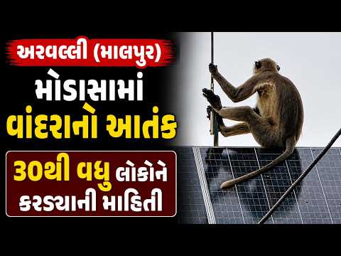 #arvalli | મોડાસામાં વાંદરાનો આતંક.| #drashtikonnews