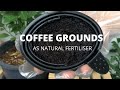 COFFEE GROUNDS AS NATURAL FERTILISER | Coffee Grounds For Your Garden | Coffee Ground Fertiliser
