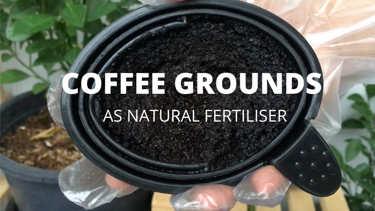 COFFEE GROUNDS AS NATURAL FERTILISER Coffee Grounds For Your Garden