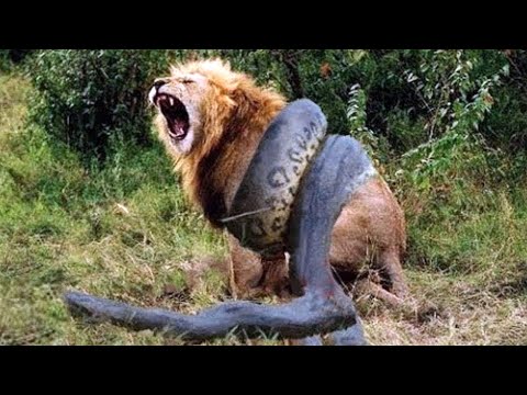 10 Сумасшедших битв животных снятых на камеру людьми