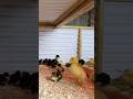 #duckslife #duckling #duck