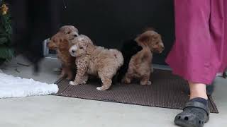 Famous Toy Goldendoodle Puppies For Sale Profile