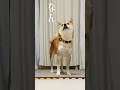 柴犬こむぎのもも肉ムネ肉さぁどっち！？#shorts