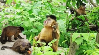 Family Of Black Capuchin Monkeys