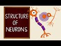 Neurons and Glial Cells: Exploring the Structure and Function of the Nervous System