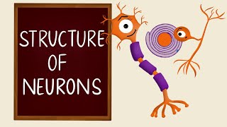 Structure of Neurons | Types of Neurons | Nervous Tissue | Neurology | Nerve Muscle Physiology