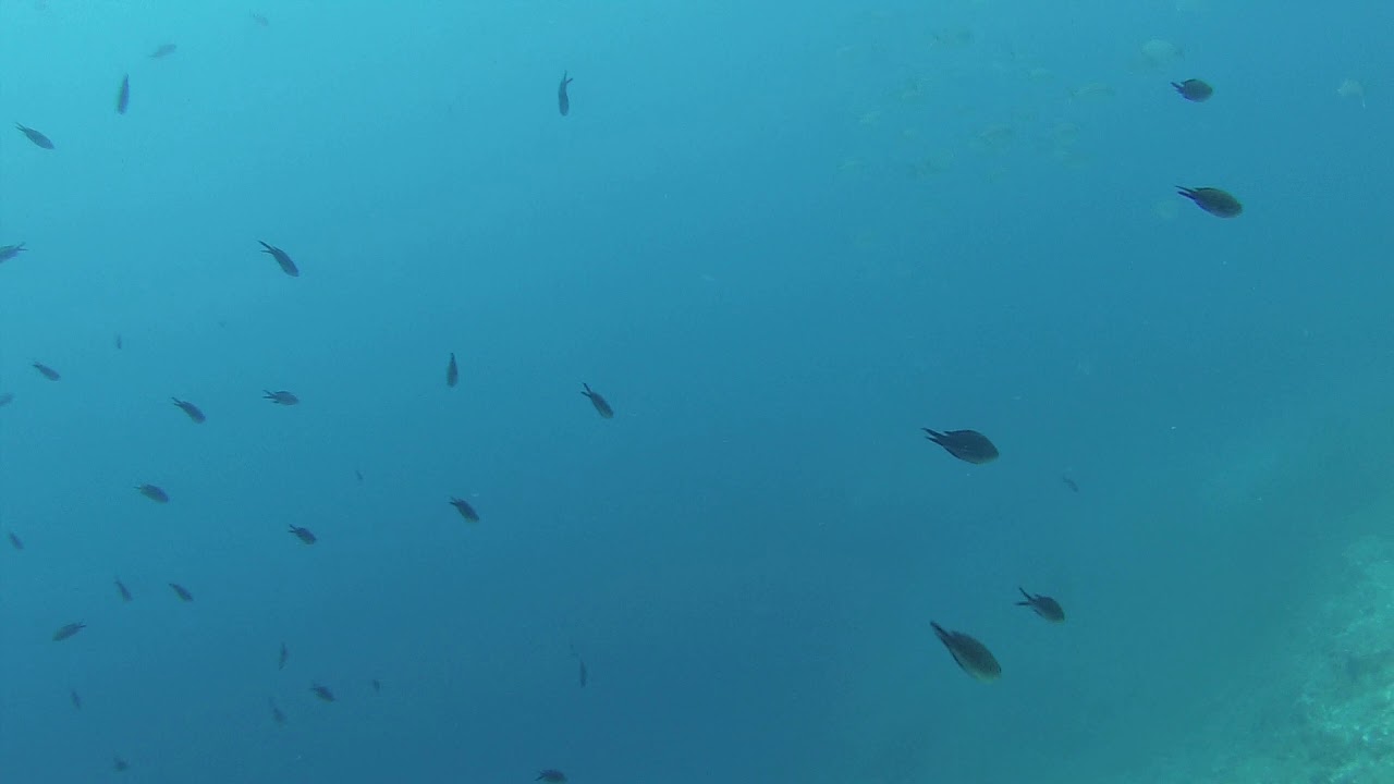 Fish from Tossa de Mar YouTube