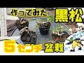 【黒松】ミニ盆栽、樹高5cm以下を作る!black pine bonsai