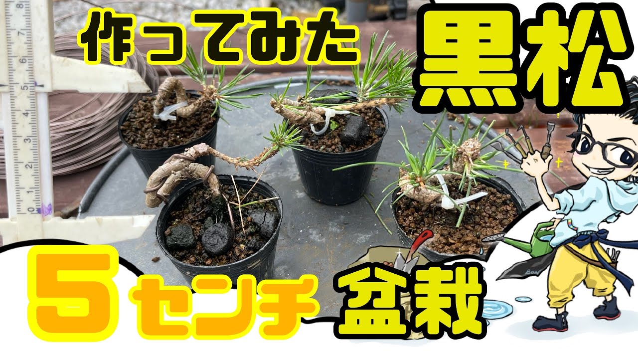 [Бонсай Куромацу] Сделайте мини-бонсай высотой 5 см или меньше!