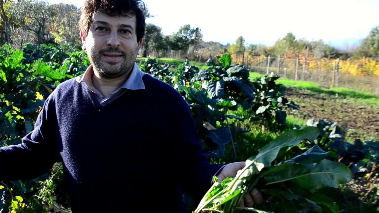 Isatis Tinctoria o Guado: la pianta della Cuccagna