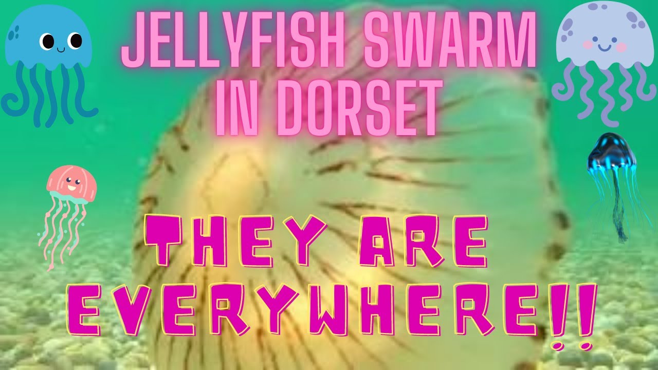 Underwater video of the Chesil Beach Jellyfish YouTube