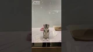 Şarkıcı Kedi Resimi