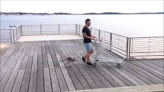 Baby Kangaroos & Joeys - Cutest Compilation