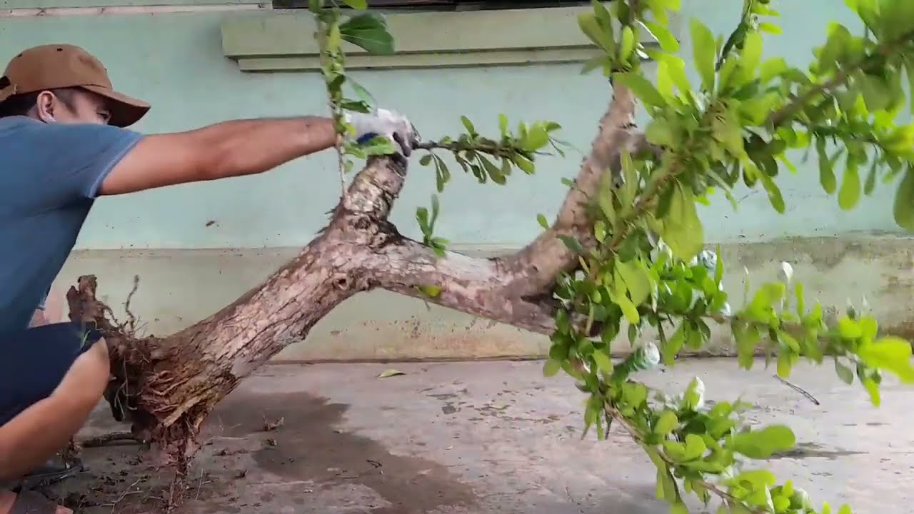 Cách Làm và trồng lại cây đào Tiên để phát triển Mạnh