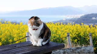 菜の花と富士山のコラボ