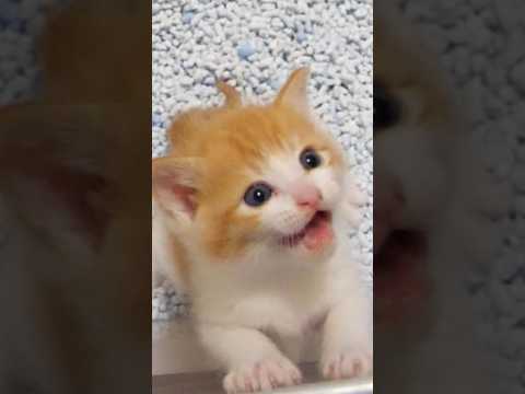 長いニャーーーーサイレンがカワイイ【赤ちゃん猫　保護猫】 #エウレカねこ部 #kitten #子ネコ #cat #好きな子猫 #cute #gatto #kitty #meow #保護猫