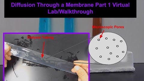 Diffusion Through a Membrane Virtual Lab Walkthrough Part 1 Living Environment