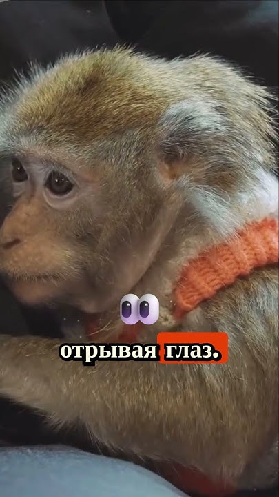 Это самые умные обезьяны в мире #обезьяна #сансара - YouTube