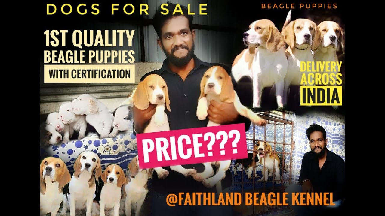 Dogs for sale Dog kennel in chennai Beagle puppy sales show