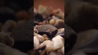 Черви и жуть в аквариуме   цитаты ПА #fanfishka #aquarium