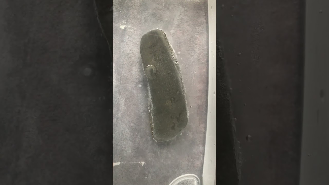 Fossil fish in 5% acetic acid