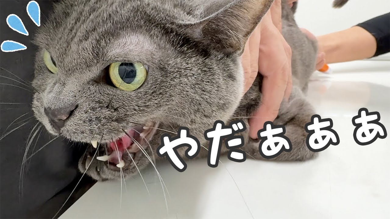 12歳のハムとマロの年1の予防接種行ってきます！ - YouTube