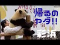 【帰宅拒否で落っこちる 子パンダ 彩浜 🐼】アドベンチャーワールド ジャイアントパンダ
