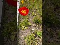 公園に咲く赤い花