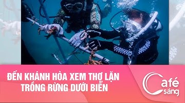 Đến Khánh Hoà xem thợ lặn trồng rừng dưới biển I Cà phê sáng với VTV3
