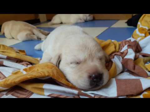 Lab puppies open their eyes for the first time (12 days old)