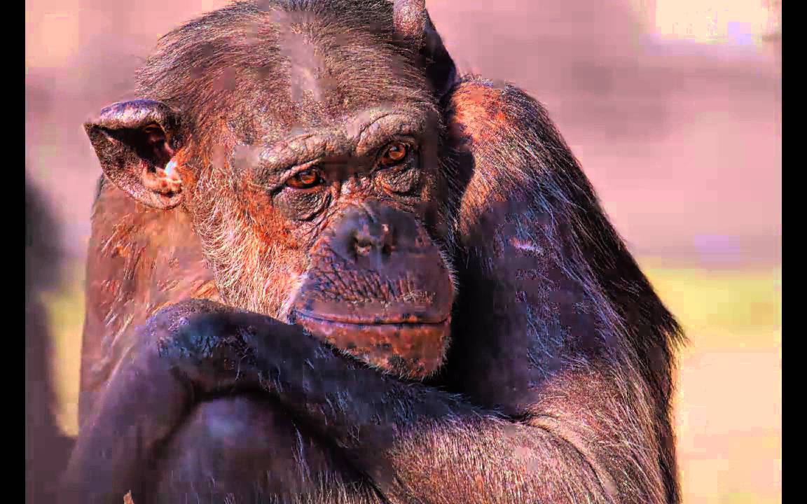 camera iphone 8 plus apk La Labor del Centro de Rescate de Primates Rainfer