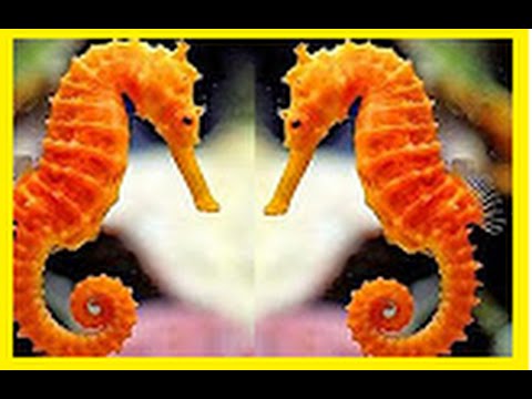 SEAHORSE Documentary National Geographic For KIDS 2016 BBC