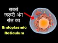 human cell के अंदर सबसे महत्वपूर्ण अंग कौन सा होता है -  endoplasmic reticulum