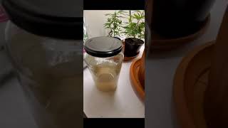 Day 2 flower master kush 100 watt spider farmer 1000
