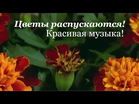 Живые цветы! Цветы распускаются! Красивая музыка!