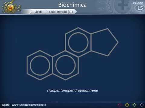 Biochimica strutturale - Lipidi