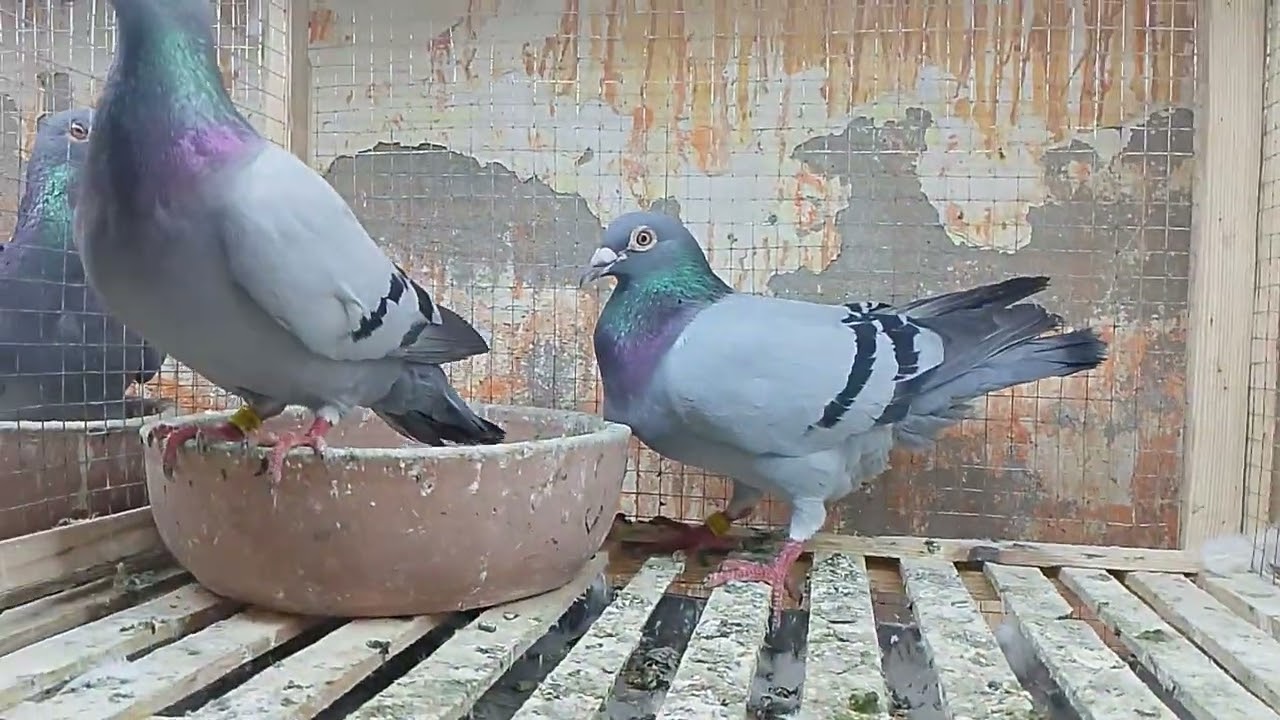 مجموعه زاجل بتأصيلات داخل المعرض01094159830