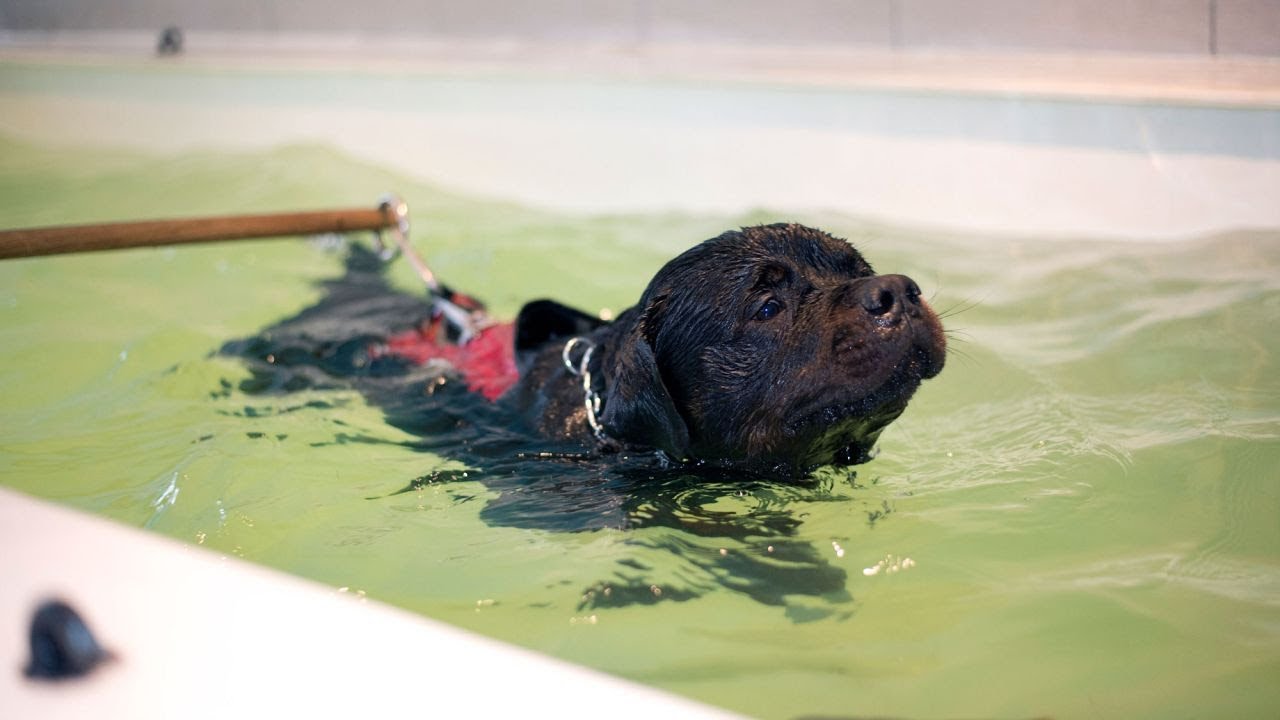 Hidroterapia para perros
