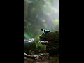 The Frog That Can Take Down a Snake #evolution #survival