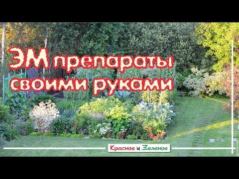 Видео: Совок для домашних животных: монахини усыновляют старшего приюта для собак, горилла, выращенная суррогатами