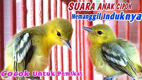 ANAKAN SIRTU...‼️Suara Anakan Cipoh / Sirtu Cocok Untuk Memanggil Induknya