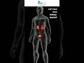 How Kidneys Work | #KidneyFunction #HealthTips #HumanBody #MedicalFacts