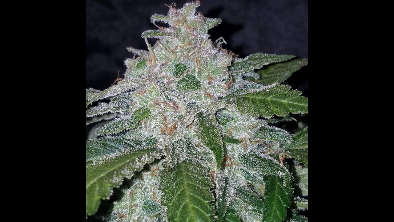 Tangie'matic Autoflower Cannabis Plant
