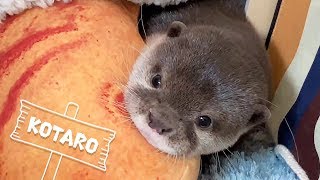 カワウソ コタロー　お茶目すぎる寝る前のコタロー  Kotaro the Otter Playing Before Bed