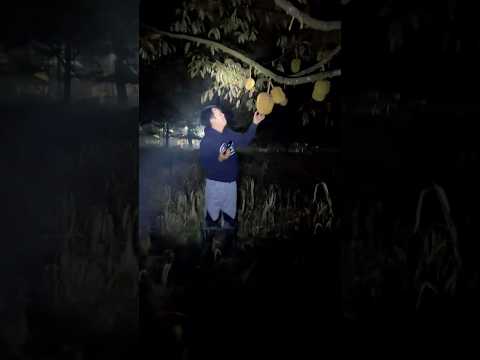 Musim durian sudah tiba