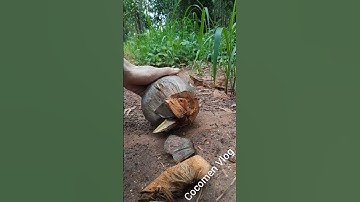 unbelievable sprouted coconut peeled, chopped crunchiest crunchy, sliced by the road #satisfying